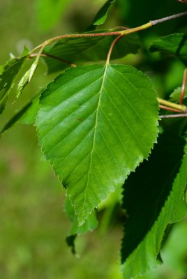 Betula ermanii - bříza ermanova - list léto